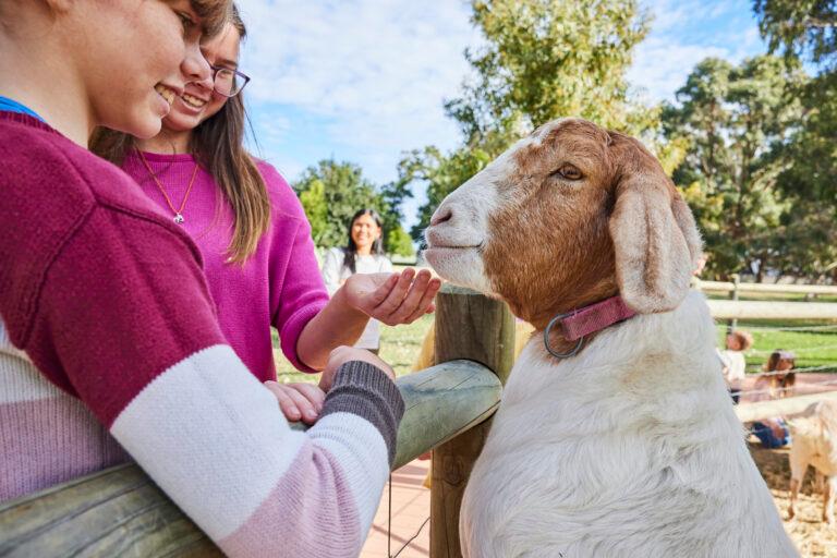 goat close up hand feeding