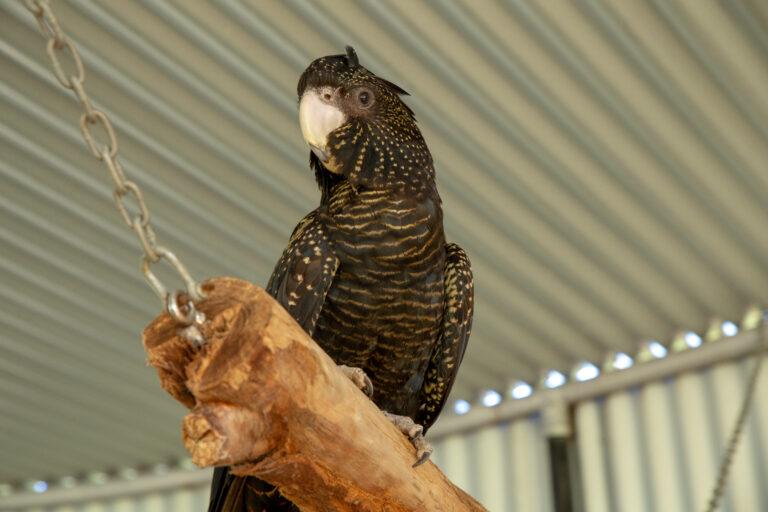 Black cockatoo scaled