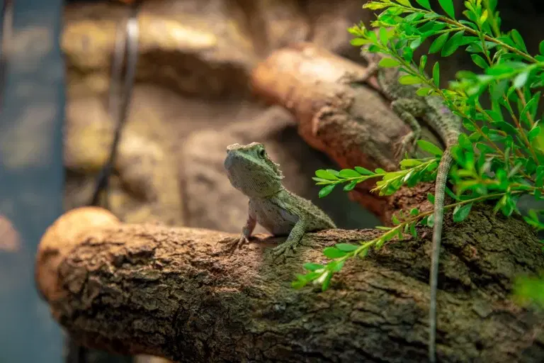 Landing Page Reptiles scaled