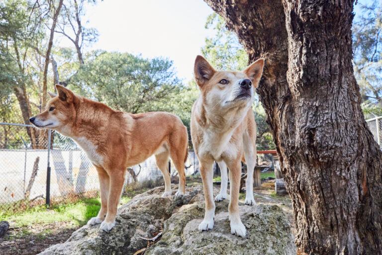 dingos x 2 one sniffing air