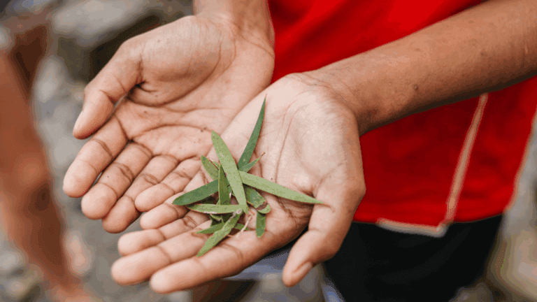 Peppermint tree leaves 'wanil' in hands