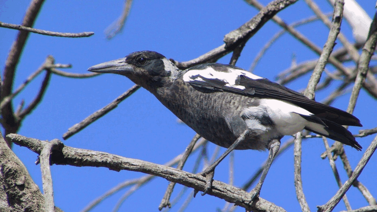 Magpie